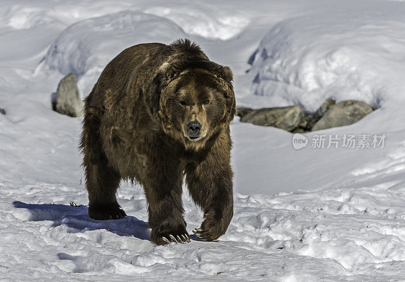 灰熊(Ursus arctos horribilis)，也被称为银头熊，灰熊，或北美棕熊，是棕熊(Ursus arctos)的一个亚种。在冬天的时候。